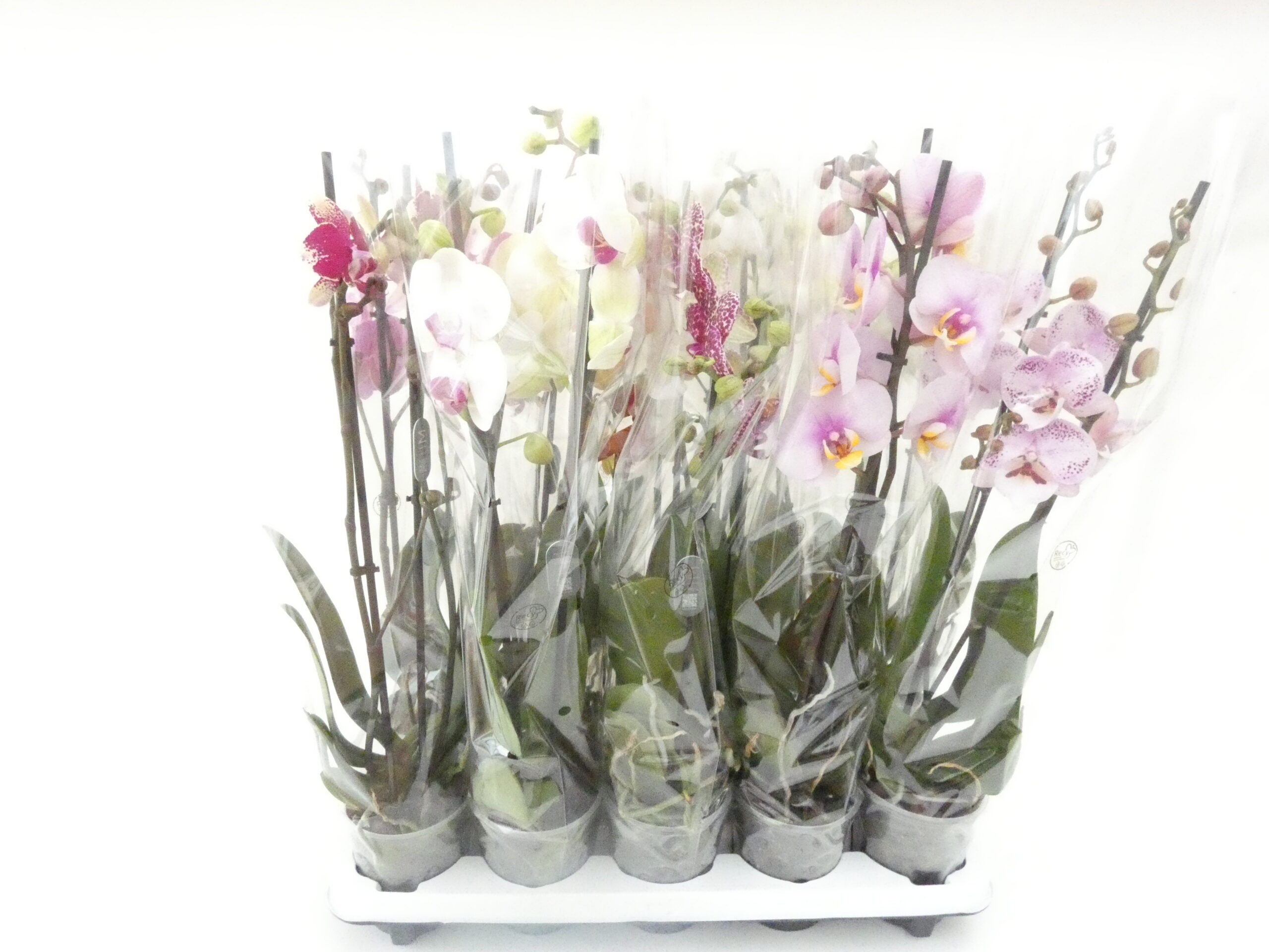 Vaso Trasparente Per Orchidee E Piante – 15 Cm Di Diametro, Con Fori Di Drenaggio – Colori Assortiti